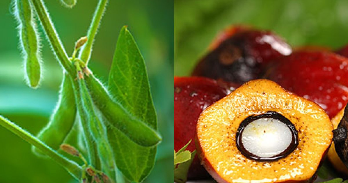 FSI Tropical Oil Crops a More Sustainable Future?