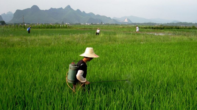 china nitrogen fertilizer rice resize