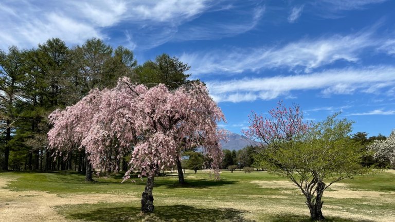 Cherry blossoms in bloom in Karuizawa, Japan