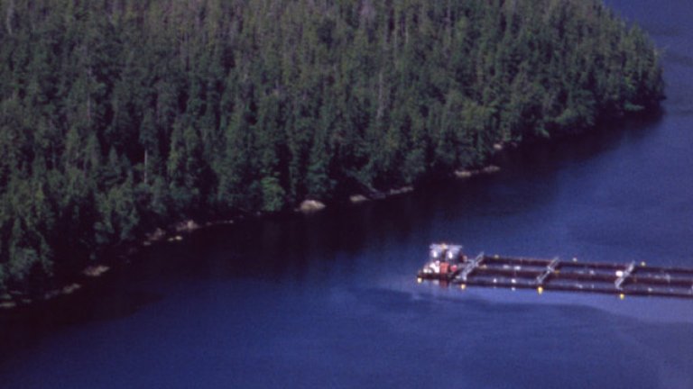 BC aquaculture hl