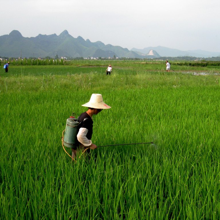 china nitrogen fertilizer rice