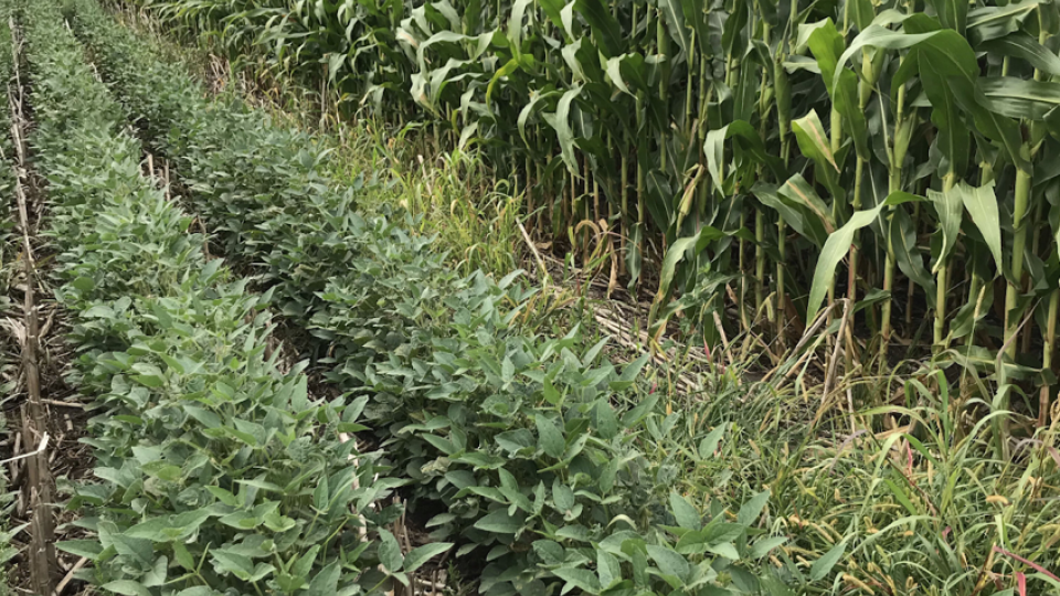 Rows of soybean crop next to corn crops