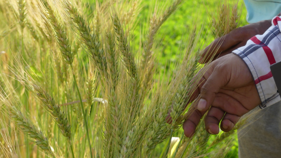 A hand feeling a wheat crop