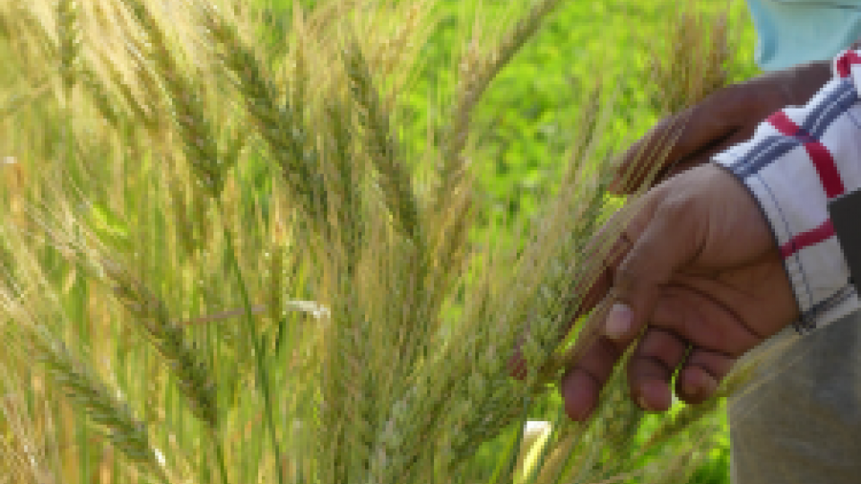 A hand feeling a wheat crop
