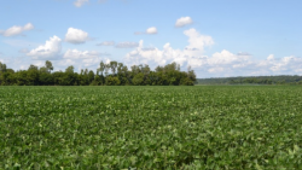 soybean field