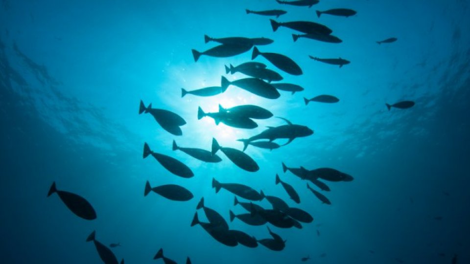 School of fish