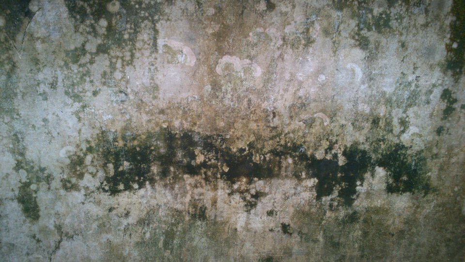 Mildewon wall closeup Getty_mildewedwall_closeup