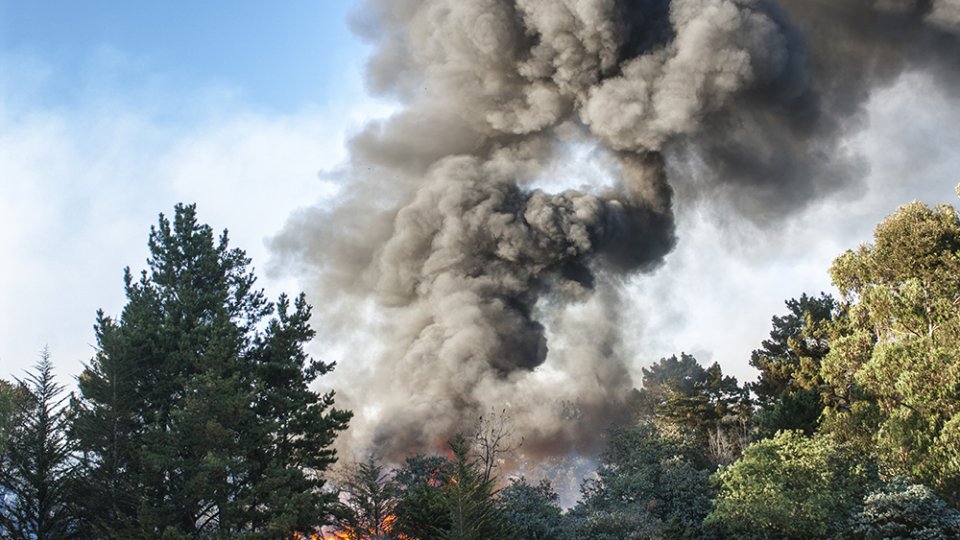 Wildfire smoke rising up from a forest