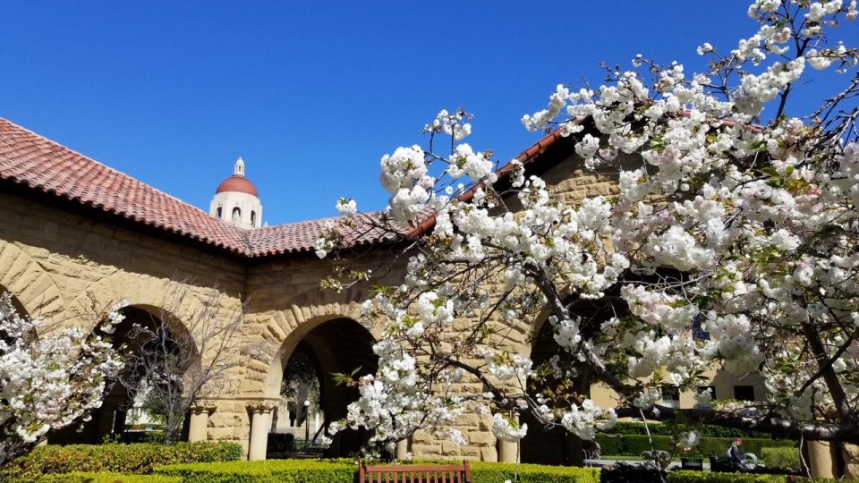 Cherry blossoms at Stanford University Cherry blossoms at Stanford University