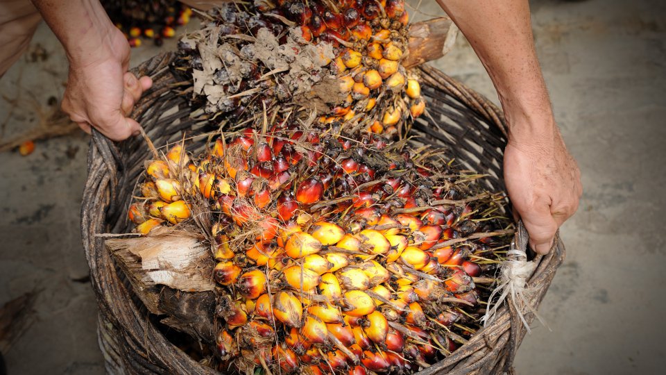 oil palm