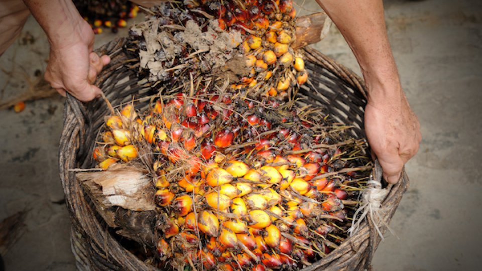 oil palm
