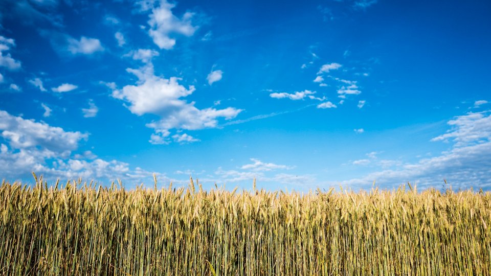 Field of tall dry corn