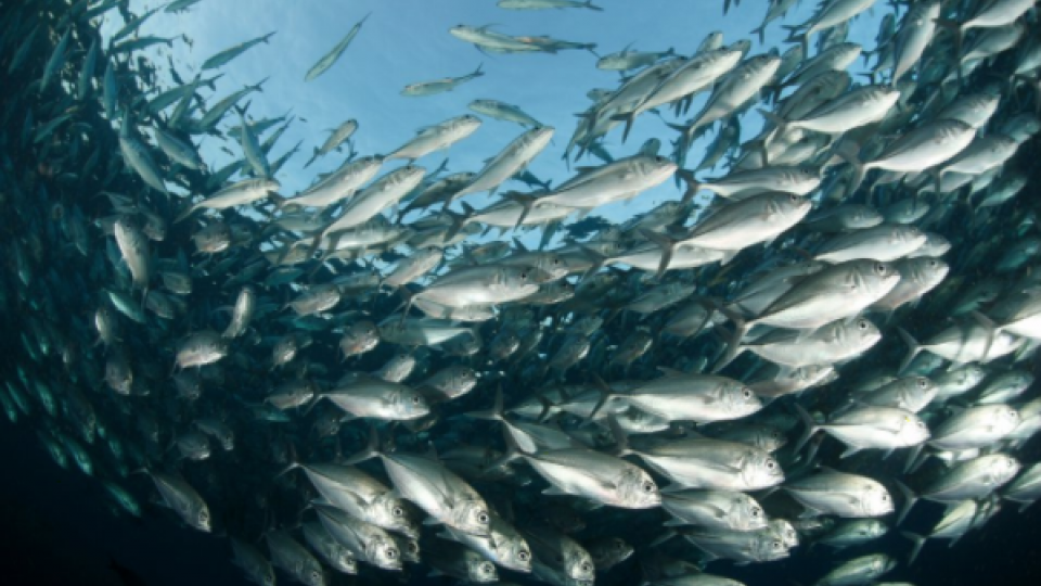 School of fish