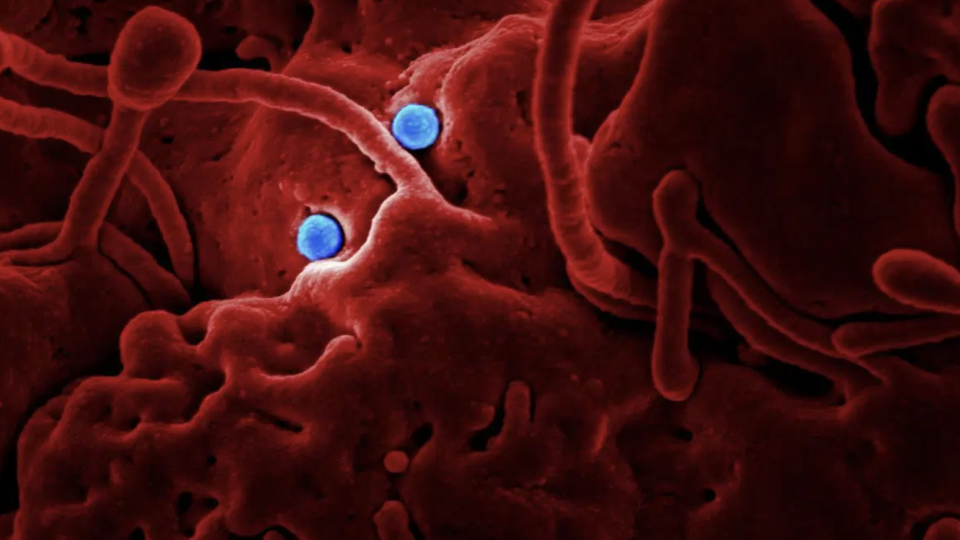 Image by the CDC