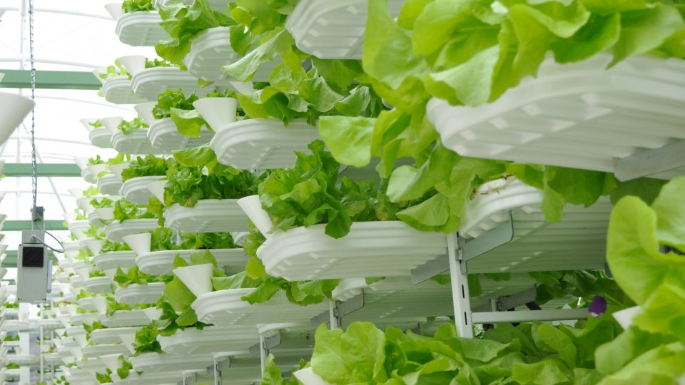 vertical farming