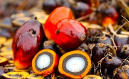 33707742795 db455551f6 o