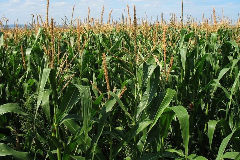 A field of corn crops
