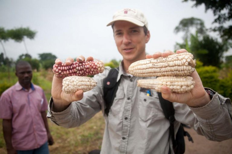 David Lobell holds up maize in a farm to show outcomes from different growing practices