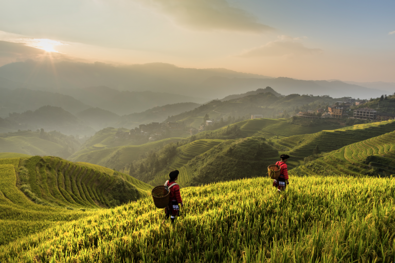 Local people on rice terraces at Longji, Guilin, China.