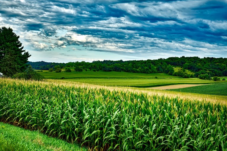 Field of corn and soy crops