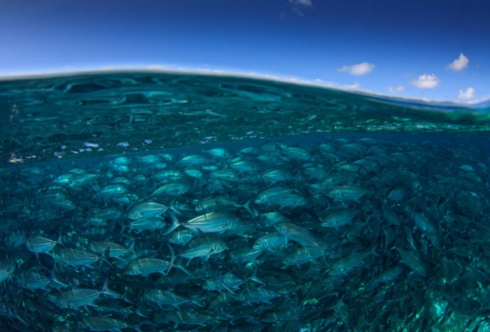 adobestock 116717930 fish in sea and sipadan island half and half over under split image 960x640