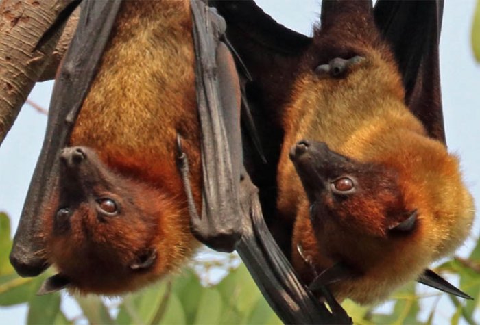 Two bats hanging upside down
