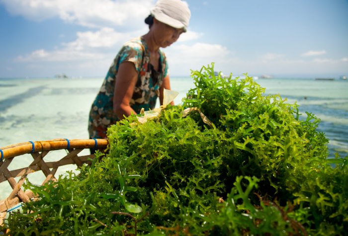 A woman farming seaweed in Indonesia.