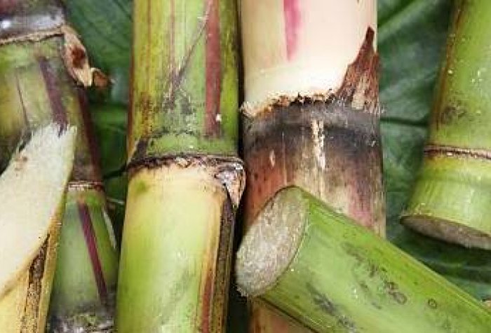 Freshly cut pieces of sugarcane. (Image credit: iStock / Getty Images)