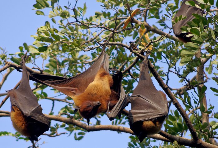 Bat hanging from a branch