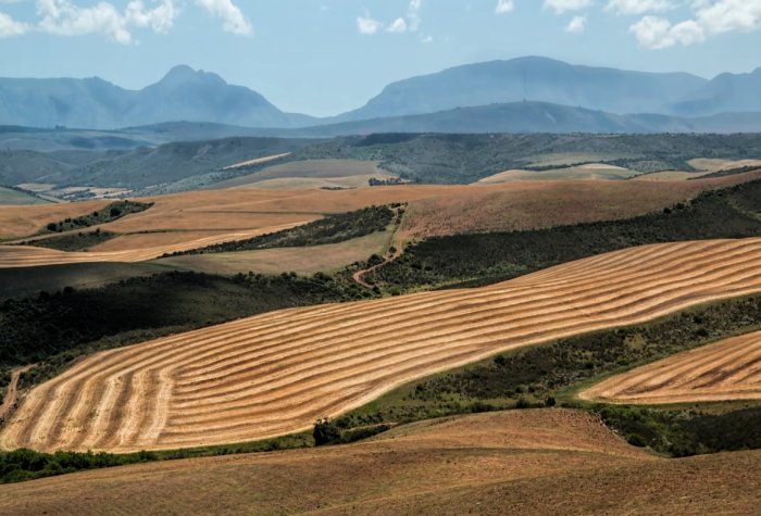 Hills of tilled grain in South Africa