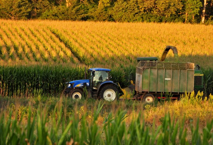 A tractor harvests corn in Iowa.