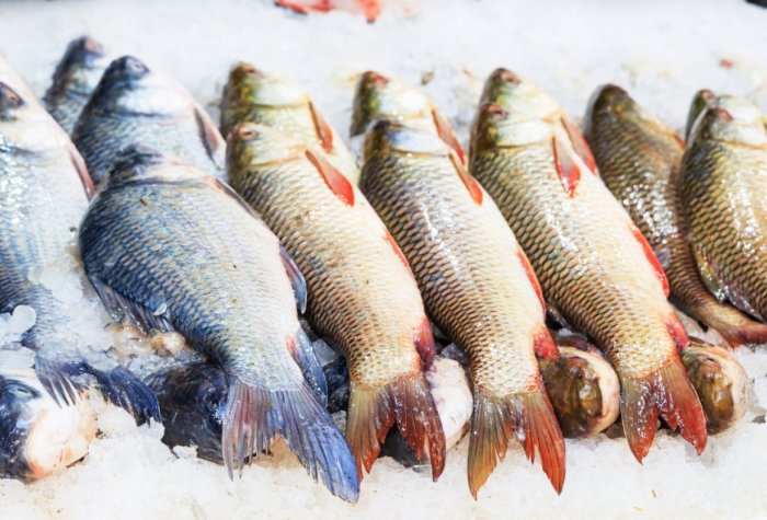 Fresh fish laying on a bed of ice
