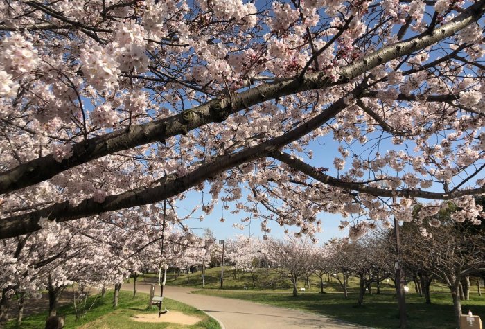 Sakura (cherry blossoms) in Kobe City