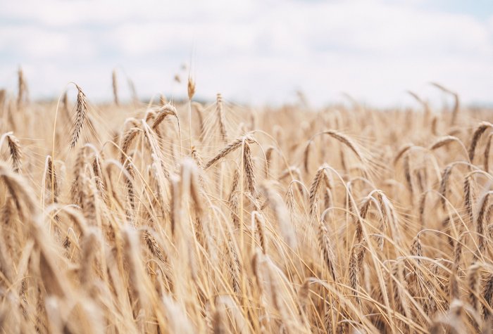 grain field