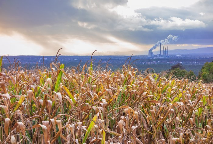 Corn crops with a power plant in the background