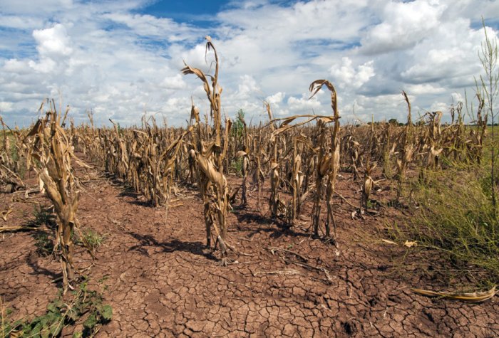 dry corn