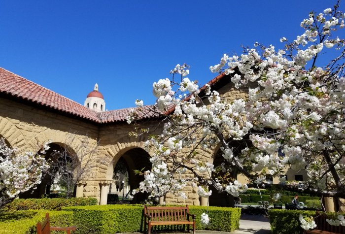 cherry blossoms at stanford