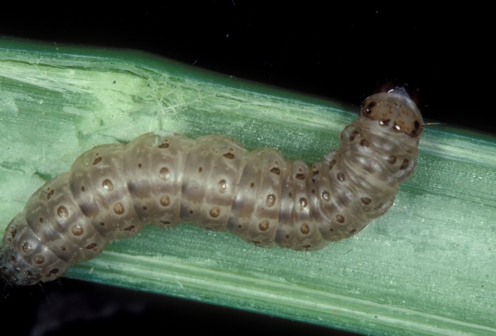 Image of a European corn borer (credit:Frank Peairs/Colorado State University.) corn borer
