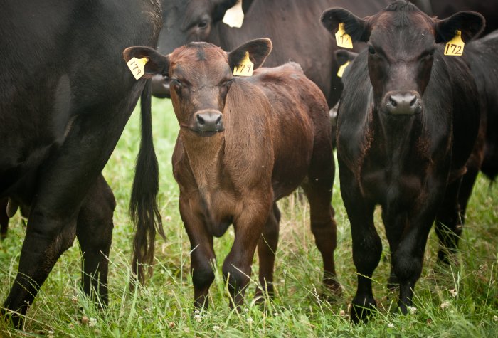cow calf