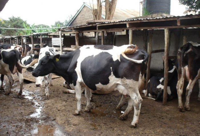 cow pen kenya