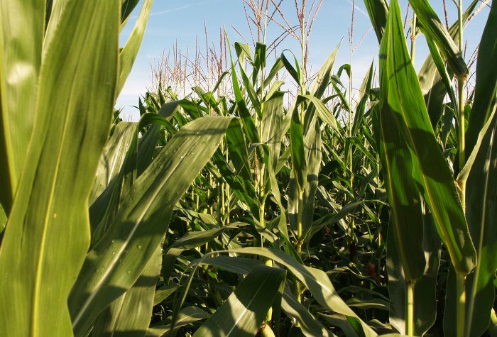 cu corn