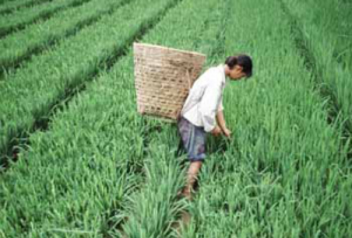 china rice Sevents