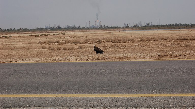 1600px eagle in basra iraq
