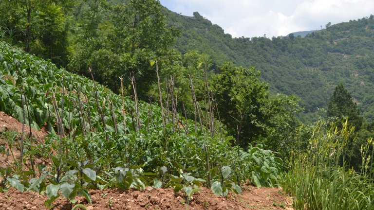 crops