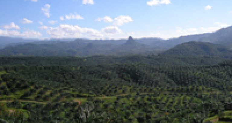 vs fse2 oil palm plantation in cigudeg indonesia attribution achmad rabin taim gallery